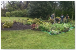 Shrub border refurbishment with extensive replanting