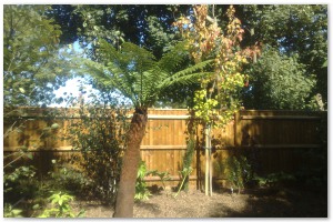 Lyndhurst Landscaping carried out woodland clearance followed by extensive replanting and landscaping. The end results are fantastic.